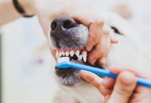 Photo of Почему важна зубная гигиена у кошек и собак