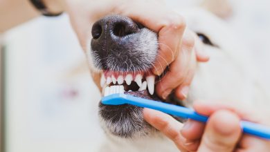 Photo of Почему важна зубная гигиена у кошек и собак