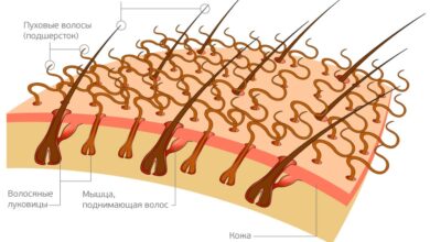 Photo of Естественные теплоизоляционные свойства шерсти