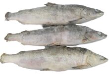 Photo of Преимущества покупки свежемороженого муксуна