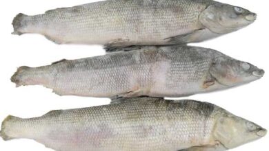 Photo of Преимущества покупки свежемороженого муксуна
